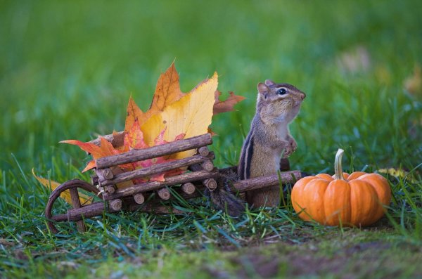 Прикольные осень