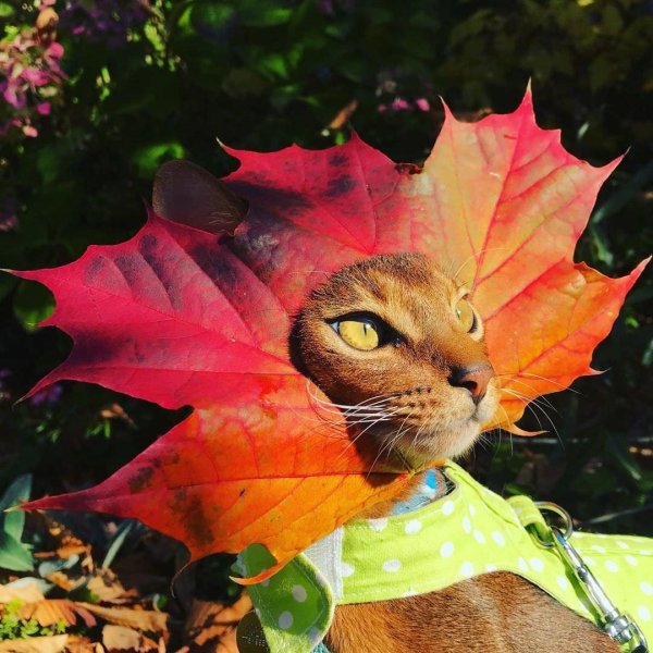 кошка из осенних листьев