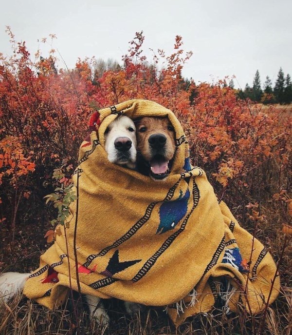 собака в пледе