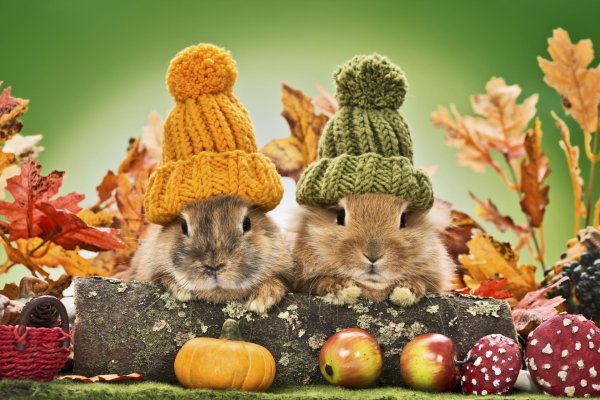 осенний кролик