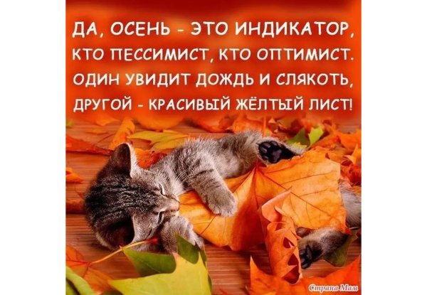 осень кошка