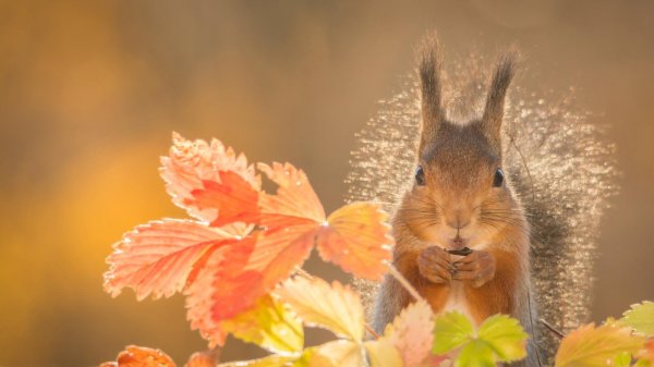 белка осень