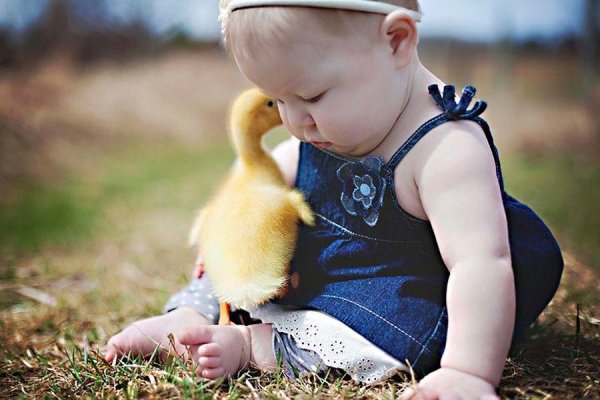 утенок маленький