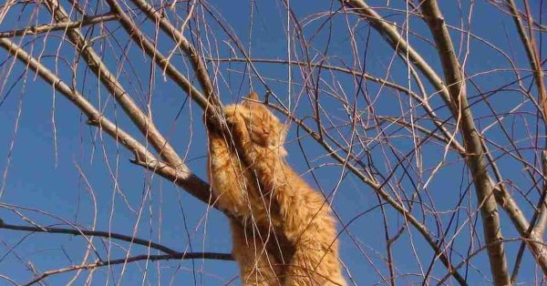 кот на дереве