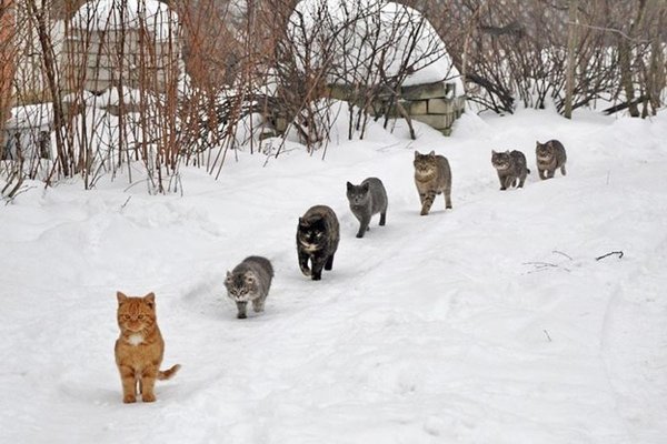 котенок зимой