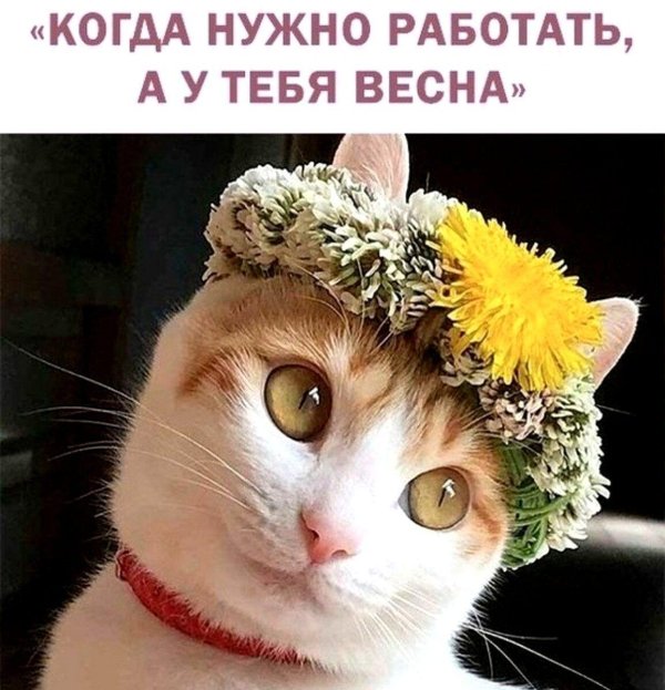 кошка с венком на голове