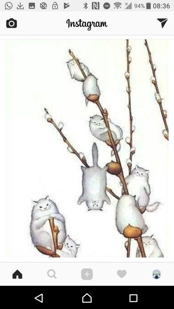 ветка вербы