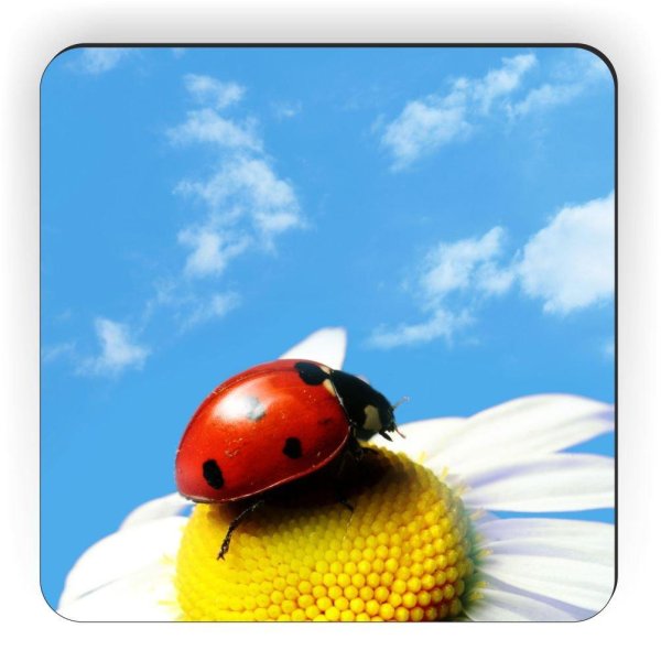 божие коровки