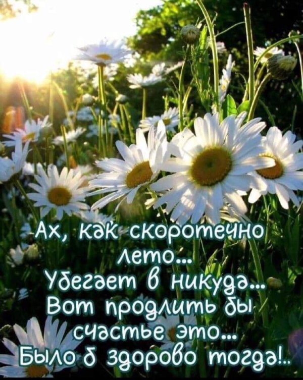 день ромашек 24 июня