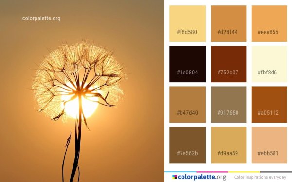 красивые одуванчики