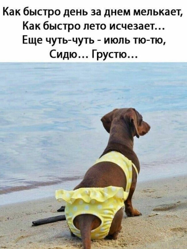 такса смешная