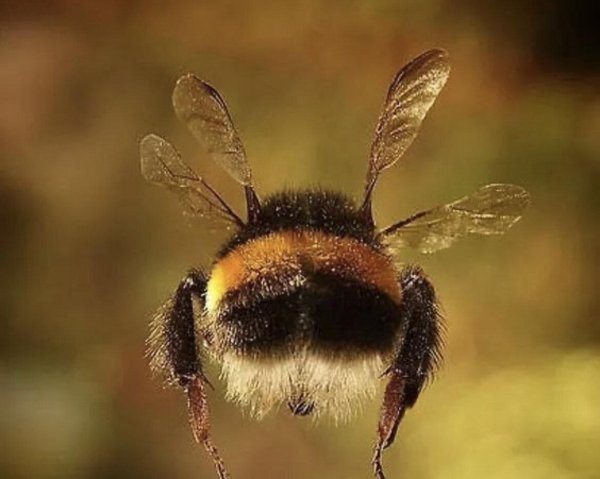 жопка шмеля