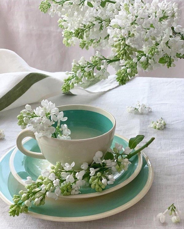 сирень жасмин черемуха