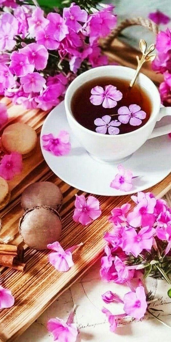 кипрей иван чай