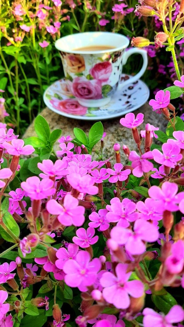 красивая цветок