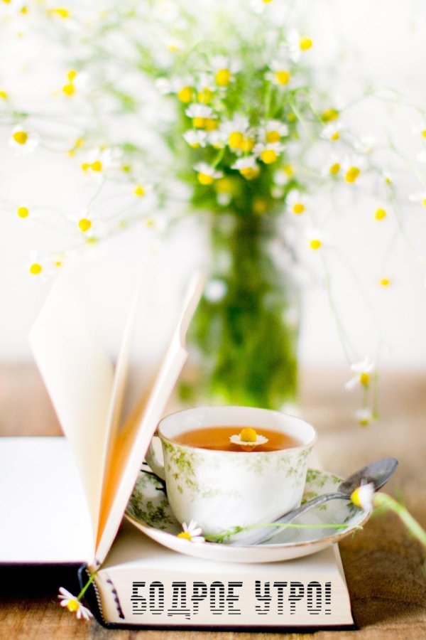 утренние цветы