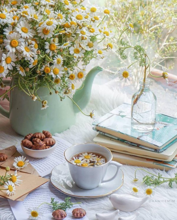 matricaria chamomilla