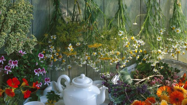 matricaria chamomilla