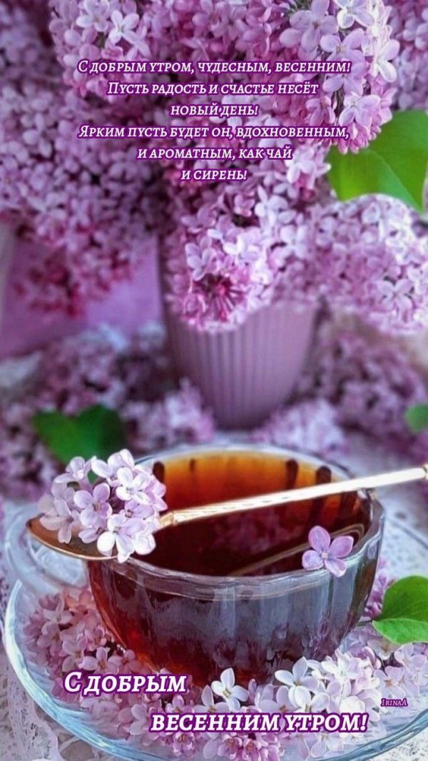 сирень весной