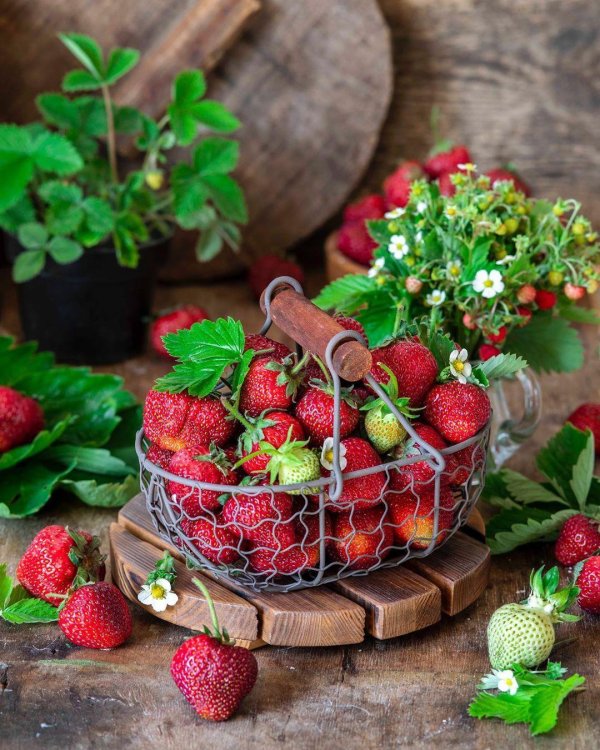 клубника лорд