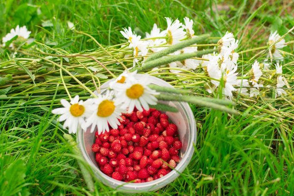 земляника лесная