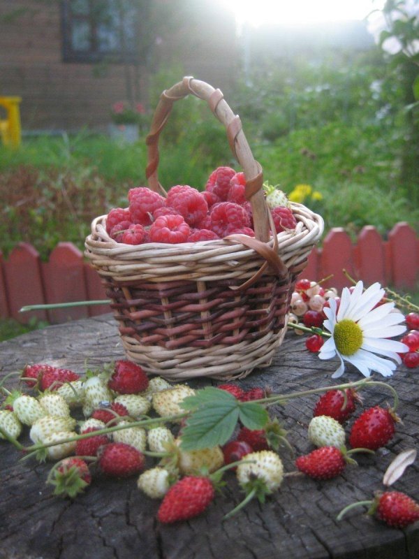 ягодная корзинка