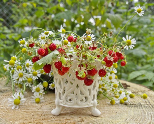 давид земляничник 9 июля