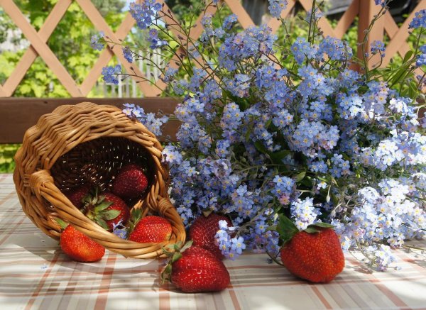 летний натюрморт