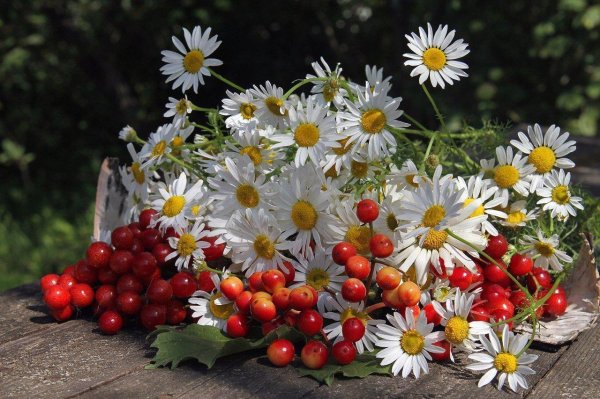 летние букеты