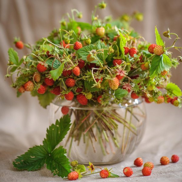 лесная земляника