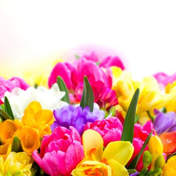 тюльпаны нарциссы и мимозы