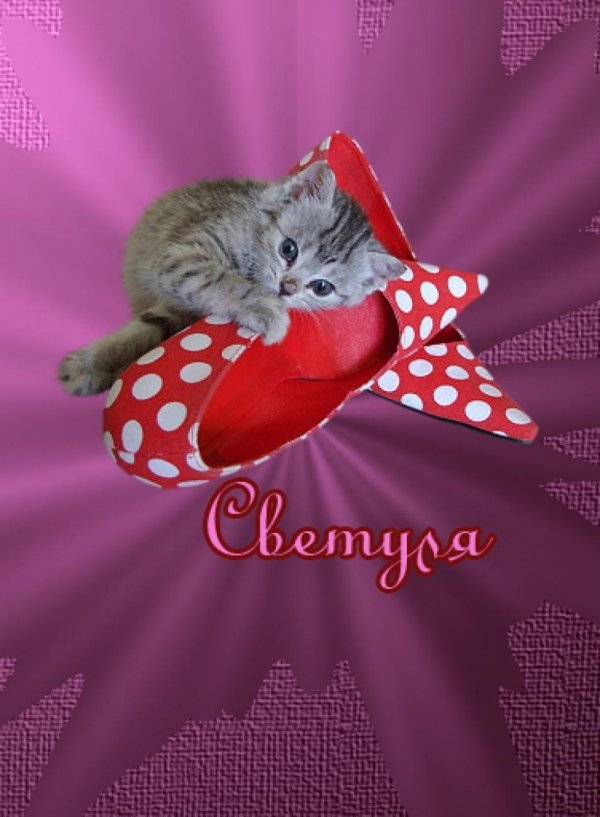 светик приветик