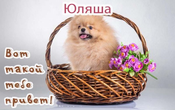 шпиц померанский