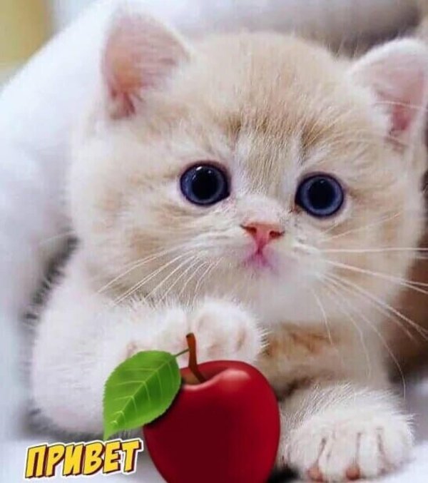 очаровательные котята