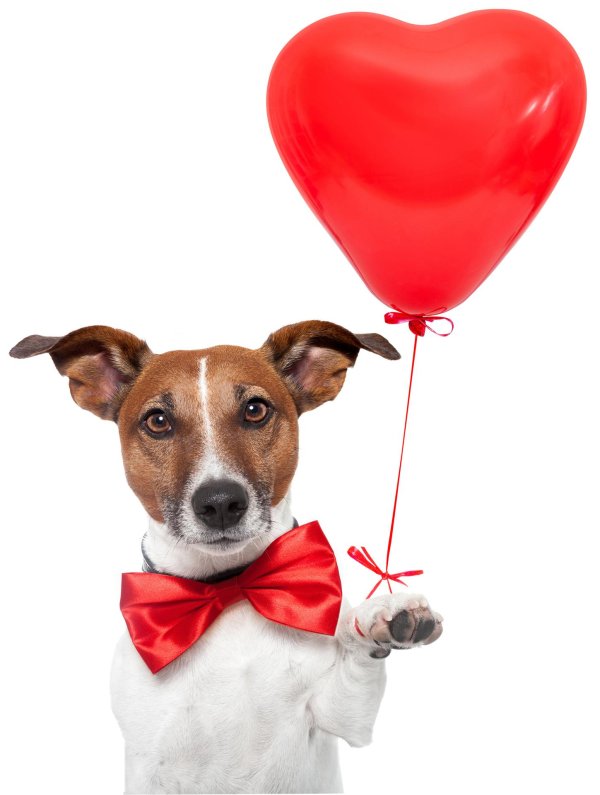 джек рассел