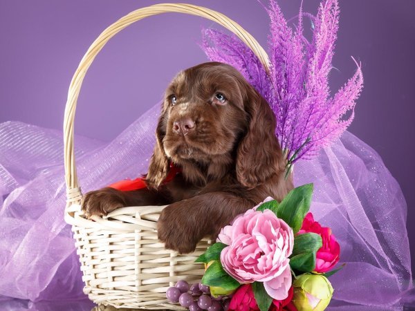 спаниель кокер