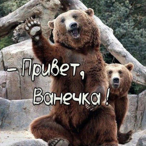 медведь машет лапой