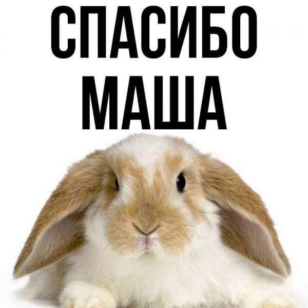 заяц прикольный