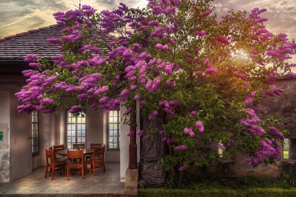 бугенвиллия италия