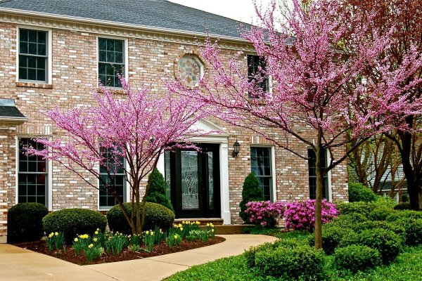 церцис канадский багряник