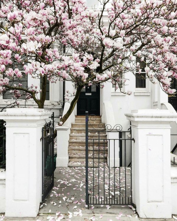 magnificent magnolia