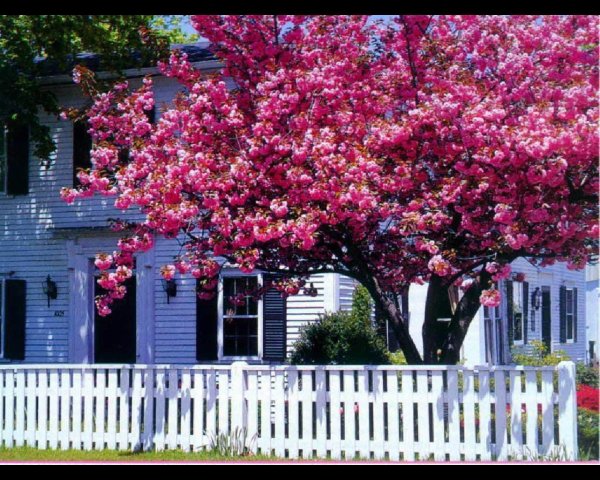 яблоня декоративная адирондак