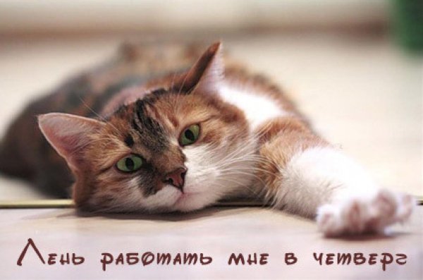 доброе утро четверга котики