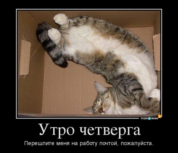 кошка в коробке