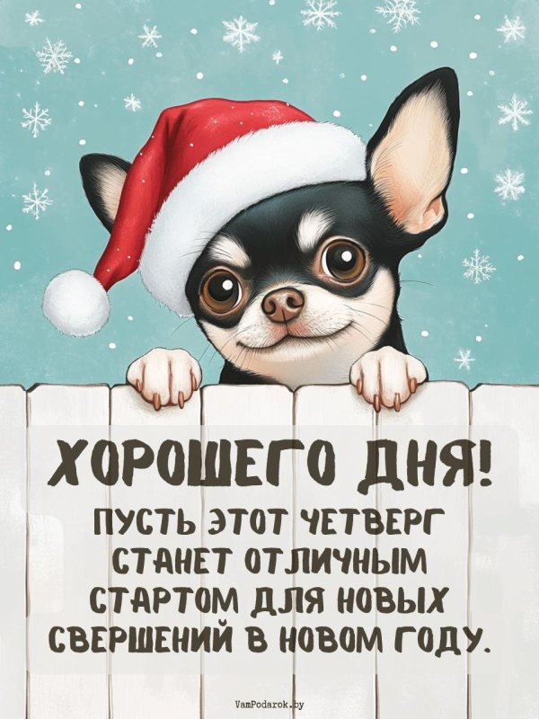 чихуахуа собака