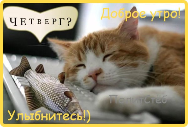 уставший кот