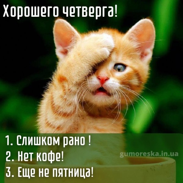 с добрым утром четверга прикольные