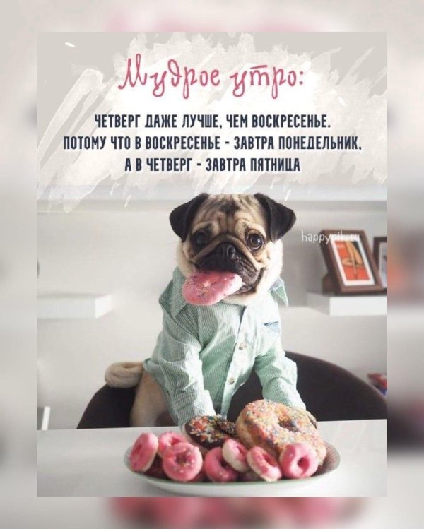 милые мопсы