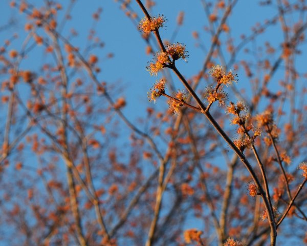 цветение клена