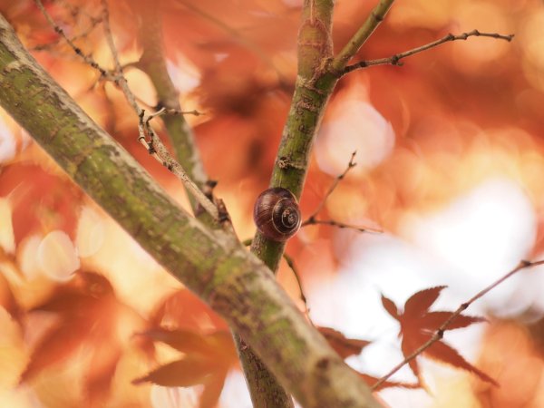 осенняя улитка